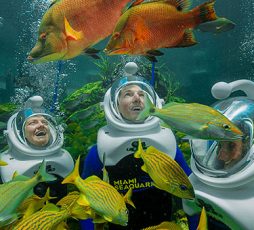 Miami Seaquarium: Where Adventure Meets the Ocean