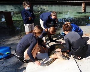 turtle procedure with vets