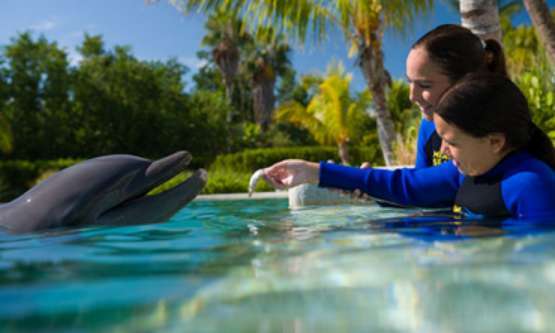THE BEST Places to Swim with Dolphins in Key Largo (Updated 2023)