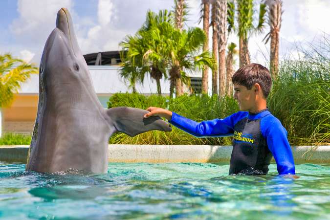 Dolphin Encounter <br>