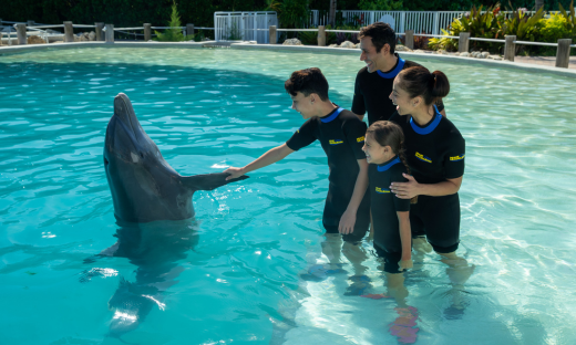 Dolphin Encounter <br>